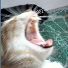 ㅤ***ㅤ
